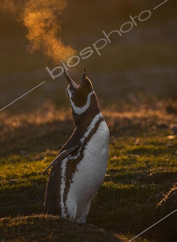Biosphoto | 2456282 | Magellanic penguin (Spheniscus magellanicus) in a cold sunset,l Volunteer Point, East Falkland | &copy; Marco Valentini / Biosphoto