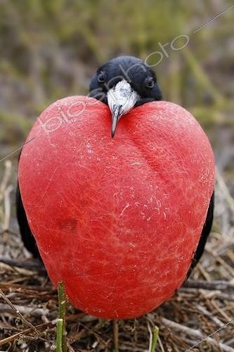 Biosphoto | 1482283 | Magnificent fregate bird (Fregata magnificens) sitting on brushwood and mating with bloated throat pouch, Genovesa Island, Tower Island, Galápagos Archipelago, Ecuador, South America | &copy; Norbert Probst / imageBROKER / Biosphoto