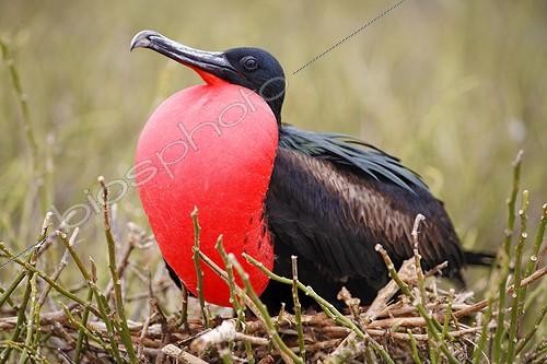 Biosphoto | 1462682 | Magnificent Frigatebird (Fregata magnificens) sitting on brushwood and mating with bloated throat pouch, Genovesa Island, Tower Island, Galápagos Archipelago, Ecuador, South America | &copy; Norbert Probst / imageBROKER / Biosphoto