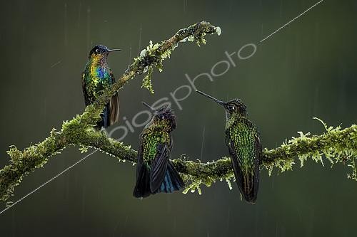 Biosphoto | 2100425 | Magnificent hummingbird (Eugenes fulgens), and Fiery-throated hummingbirds (Panterpe insignis) under rain, Talamanca Mountains, Costa Rica, July | &copy; Ignacio Yufera / Biosphoto