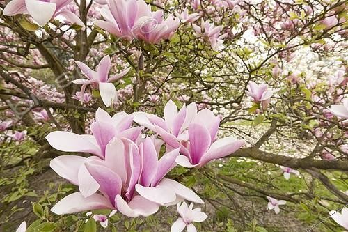 Biosphoto | 1136581 | Magnolia 'Heaven Scent' in bloom in a garden | &copy; Hervé Lenain / Biosphoto