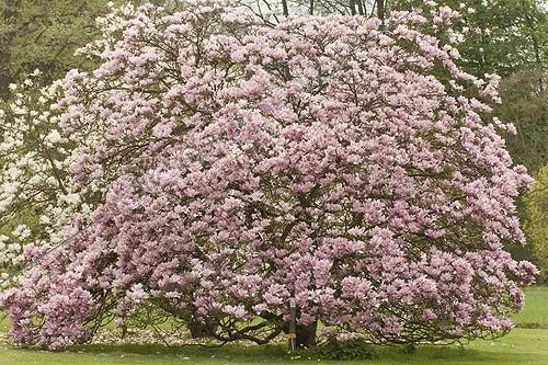 Biosphoto | 1136489 | Magnolia 'Heaven Scent' in bloom in a garden ; In the background : Magnolia 'Manchu Fan' | &copy; Hervé Lenain / Biosphoto