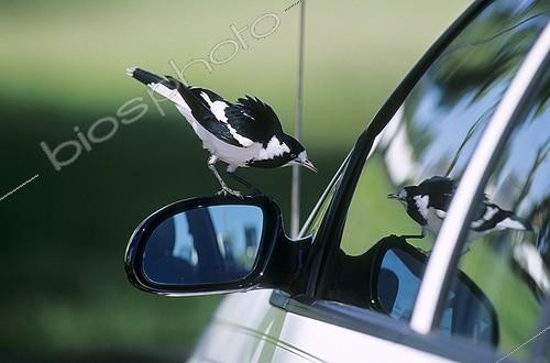 Biosphoto | 614344 | Magpie-lark attacking its own reflection | &copy; Cyril Ruoso / Biosphoto