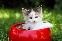Biosphoto | 2428513 | Maine Coon kitten in a red flower pot | &copy; Eric Guilloret / Biosphoto