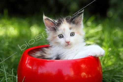 Biosphoto | 2428513 | Maine Coon kitten in a red flower pot | &copy; Eric Guilloret / Biosphoto