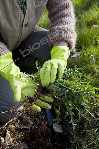 Biosphoto | 963084 | Maintenance of a young plum tree in a garden | &copy; NouN / Biosphoto