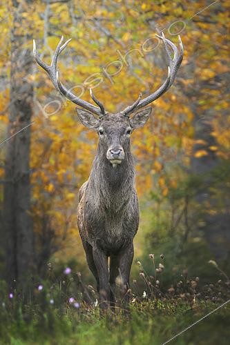 Biosphoto | 2613633 | Majestic male red deer (Cervus elaphus) in autumn, Italy. | &copy; Alberto Ghizzi Panizza / Biosphoto