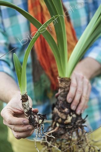 Biosphoto | 2431073 | Make a Amaryllis (Hippeastrum sp) bloom again. 5 Divide | &copy; Jean-Michel Groult / Biosphoto