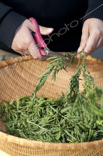 Biosphoto | 1768188 | Making of common tansy insecticide powder for the garden ; Tansy leaves cut before drying to make a powder repellent for the garden | &copy; Alexandre Petzold / Biosphoto