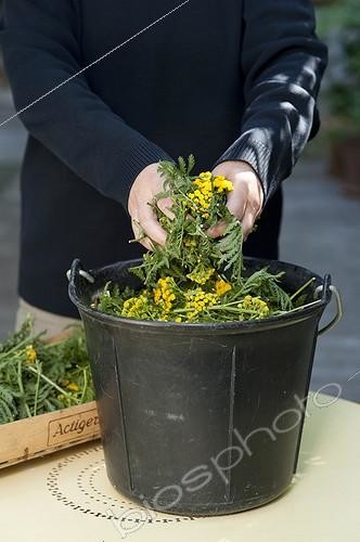 Biosphoto | 1768184 | Making of common tansy manure for the garden | &copy; Alexandre Petzold / Biosphoto