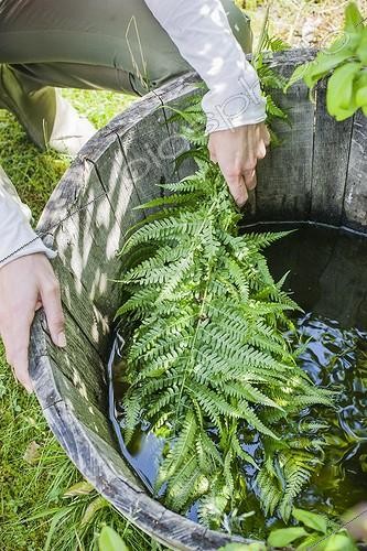 Biosphoto | 2047497 | Making of fern manure in a garden | &copy; Jean-Michel Groult / Biosphoto