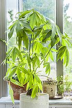 Biosphoto | 2572760 | Malabar chestnut (Pachira aquatica) grown indoors. | &copy; Jean-Michel Groult / Biosphoto