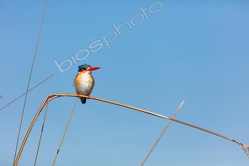 Biosphoto | 2082678 | Malachite kingfisher (Corythornis cristatus. Okavango Delta. Botswana | &copy; Roger de La Harpe / Biosphoto
