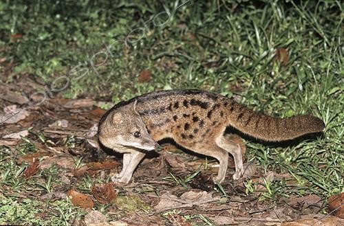 Biosphoto | 65724 | Malagasy Civet Ranomafana NP Madagascar | &copy; Dominique Halleux / Biosphoto