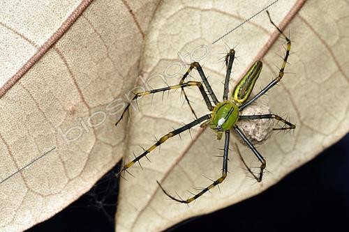 Biosphoto | 2450245 | Malagasy green lynx spider (Peucetia madagascariensis) carrying its cocoon, Andasibe (Périnet), Madagascar | &copy; Jean-Yves Grospas / Biosphoto