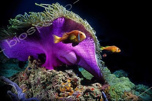 Biosphoto | 647906 | Maldive Anemonefishes and Magnificent Sea Anemone | &copy; Didier Brandelet / Biosphoto