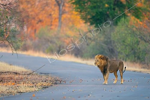 Biosphoto | 2627801 | Male African Lion (Panthera leo) walking along a track through woodland, Kruger National Park, South Africa | &copy; Pablo Barrena / Biosphoto