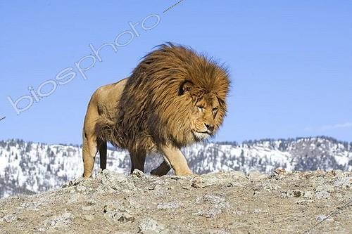 Biosphoto | 1497197 | Male Barbary Lion (Panthera leo leo), extinct in the wild, lived in North Africa | &copy; Joern Friederich / imageBROKER / Biosphoto