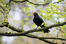 Biosphoto | 2621165 | Male blackbird (Turdus merula) singing on a common hornbeam branch (Carpinus betulus), Sainte-Marie Park, urban park of the Greater Nancy Metropolitan Area, Lorraine, France. | &copy; Stéphane Vitzthum / Biosphoto