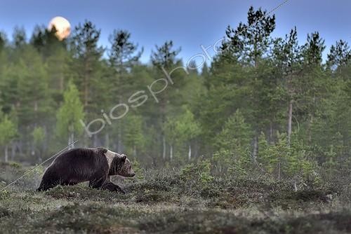 Biosphoto | 2044180 | Male brown bear under the moonlight - Finland | &copy; Pierre Vernay / Biosphoto