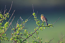Biosphoto | 2621516 | Male Cirl Bunting (Emberiza cirlus) in a Blackthorn in northern Cotentin, Normandy, France. | &copy; Christophe Perelle / Biosphoto