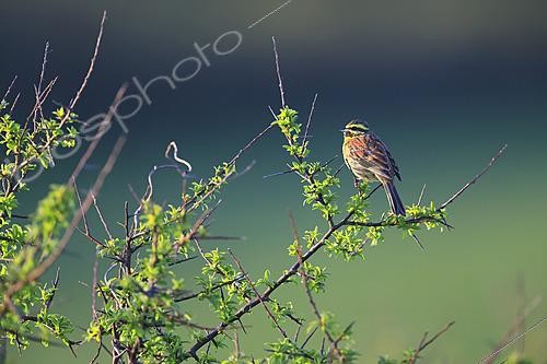 Biosphoto | 2621516 | Male Cirl Bunting (Emberiza cirlus) in a Blackthorn in northern Cotentin, Normandy, France. | &copy; Christophe Perelle / Biosphoto