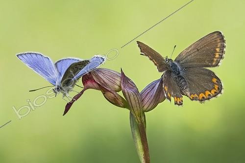 Biosphoto | 1921396 | Male Common Blue and female Adonis Blue on Orchid -  Spain  ; Serra do Courel | &copy; Siro Moya / Biosphoto