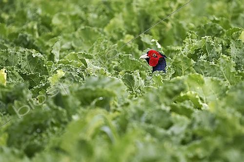Biosphoto | 2627722 | Male Common Pheasant (Phasianus colchicus) in a beet field, Alsace, France. | &copy; Bruno Cavignaux / Biosphoto