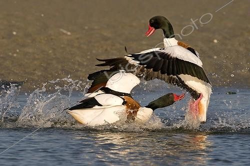 Biosphoto | 1420066 | Male Common Shelducks fighting Bay of Saint-Brieuc France | &copy; Dominique Halleux / Biosphoto