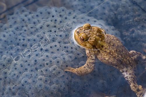 Biosphoto | 2610560 | Male common toad (Bufo bufo) on an european frog clutch, Merrey pond, Lorraine, France | &copy; Stéphane Vitzthum / Biosphoto