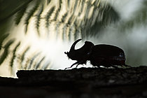 Biosphoto | 2628308 | Mâle du coléoptère Rhinocéros (Oryctes nasicornis) se déplaçant sur une branche tombée au sol, Hameau de Campis, Gard, France | &copy; Philippe Lebeaux / Biosphoto