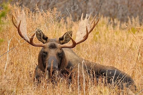 Biosphoto | 1547605 | Male Elk lying in autum Glen Alps in Alaska | &copy; Fabrice Simon / Biosphoto