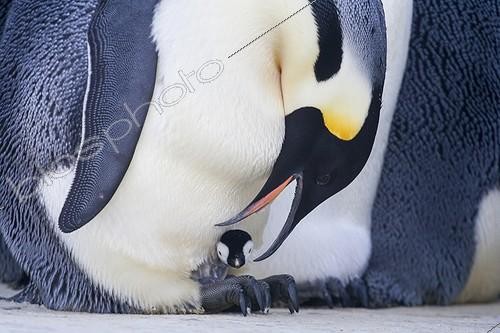 Biosphoto | 2035243 | Male emperor penguin and newborn chick - Antarctica  ; It will remain warm on the feet of the adult that isolates the cold of the ice for a few weeks  | &copy; Samuel Blanc / Biosphoto