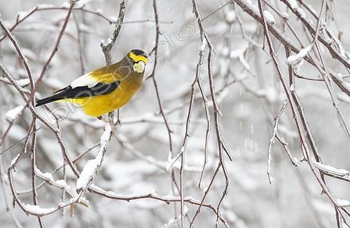 Biosphoto | 2033381 | Male Evening Grosbeak on a branch in winter - Quebec Canada | &copy; Philippe Henry / Biosphoto