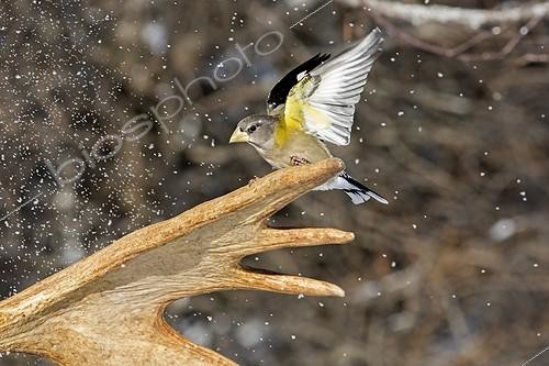 Biosphoto | 2033383 | Male Evening Grosbeak on Moose antler in winter - Quebec | &copy; Philippe Henry / Biosphoto
