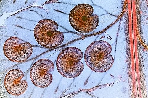 Biosphoto | 1781916 | Male fern sporangia  ; Light polarized light, x 20 | &copy; Christian Gautier / Biosphoto