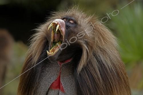 Biosphoto | 1435053 | Male Gelada yawning and showing canines Simien Mountains | &copy; Ignacio Yufera / Biosphoto