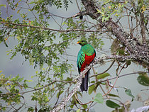 Biosphoto | 2619624 | Male Golden-headed Quetzal (Pharomachrus auriceps) perched on a tree. Choco Andino. Ecuador. South of America | &copy; Brigitte Marcon / Biosphoto