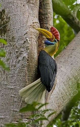 Biosphoto | 1291019 | Male Knobbed Hornbill at the entrance of its nest Sulawesi | &copy; Ignacio Yufera / Biosphoto