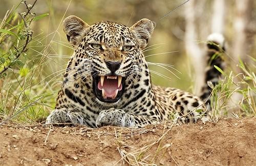 Biosphoto | 1830179 | Male leopard snarlingTimbavati South Africa  | &copy; Ignacio Yufera / Biosphoto