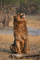 Biosphoto | 2623022 | Male lion (Panthera leo) and butterfly. Botswana. | &copy; Michel Bureau / Biosphoto