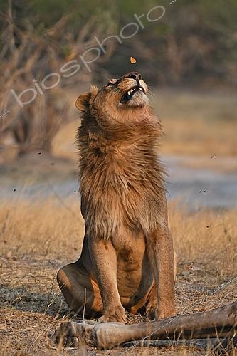 Biosphoto | 2623022 | Male lion (Panthera leo) and butterfly. Botswana. | &copy; Michel Bureau / Biosphoto