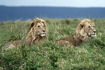 Biosphoto | 2619700 | Male lions (Panthera leo) resting in the savanna, Masai Mara, Kenya. | &copy; Pierre Vernay / Biosphoto