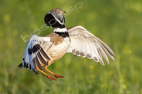 Biosphoto | 2627784 | Male Little Bustard (Tetrax tetrax) performing its courtship display with wings spread, Almuradiel, Ciudad Real, Spain | &copy; Pablo Barrena / Biosphoto