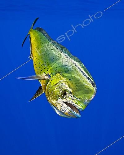 Biosphoto | 1268118 | Male Mahi-Mahi Dorado, Kona Coast, Big Island, Hawaii, USA | &copy; Masa Ushioda / WaterFrame / Biosphoto