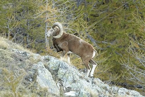 Biosphoto | 1879364 | Male Mouflon Mercantour NP France | &copy; Robert Valarcher / Biosphoto