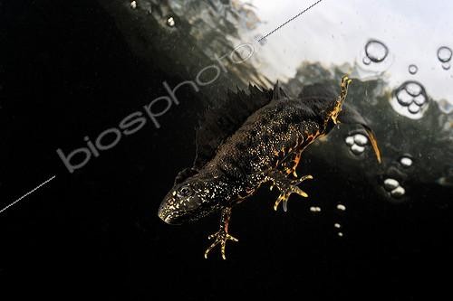 Biosphoto | 1362861 | Male Northern Crested Newt Prairies du Fouzon France  | &copy; Bruno Guénard / Biosphoto