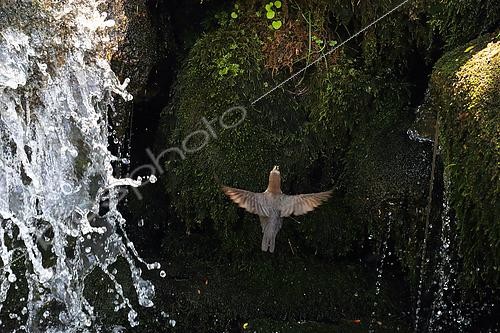 Biosphoto | 2438512 | Male of white throated dipper (Cinclus cinclus) in waterfall, entering the nest at spring, Cremenes, Leon, Spain | &copy; David Jerez / Biosphoto