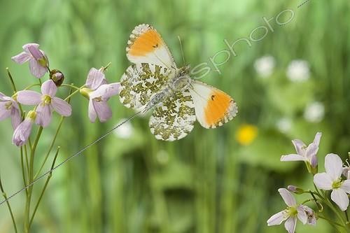 Biosphoto | 581244 | Male Orange Tip flighting Saone-et-Loire | &copy; Joël Héras / Biosphoto