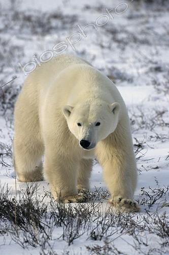 Biosphoto | 81609 | Male polar bear going State of Manitoba Canada  | &copy; Gilles Martin / Biosphoto